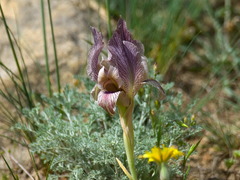 Iris acutiloba