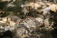 Aspidoscelis uniparens