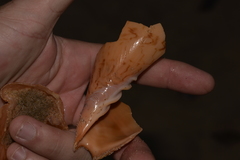 Amoria hunteri