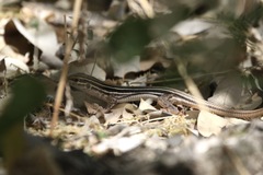 Aspidoscelis uniparens