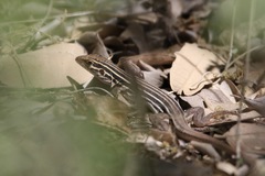 Aspidoscelis uniparens