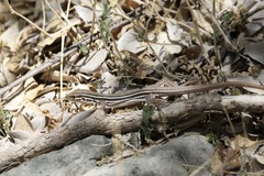 Aspidoscelis uniparens