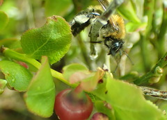 Andrena lapponica