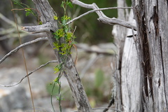 Matelea sagittifolia