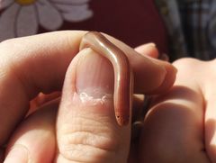 Xerotyphlops vermicularis