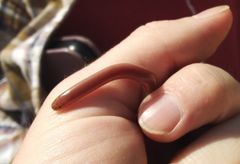 Xerotyphlops vermicularis