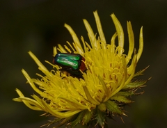 Leucocelis