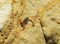 Olivierus caucasicus