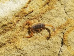 Olivierus caucasicus