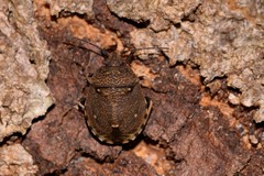 Platycoris bipunctatus