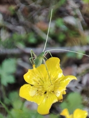 Acrometopa macropoda
