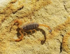 Olivierus caucasicus