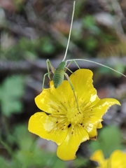 Acrometopa macropoda