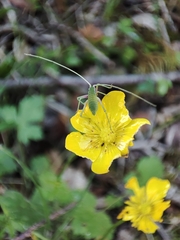 Acrometopa macropoda
