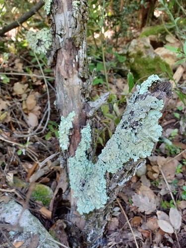 diskovka (Flavoparmelia)