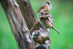 Passer montanus malaccensis