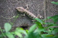 Gekko gecko gecko