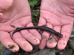 Plethodon dunni