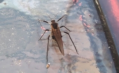Rhopalosiphum