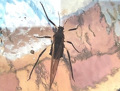 Rhopalosiphum