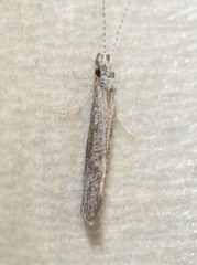 Leptocerus americanus