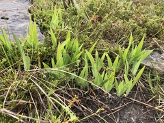 Iris lacustris