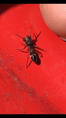 Leptorchestes berolinensis