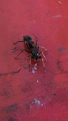 Leptorchestes berolinensis