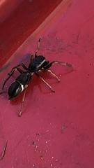 Leptorchestes berolinensis