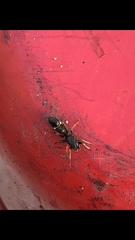 Leptorchestes berolinensis