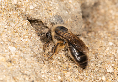 Early Cellophane Bee, photo 7 of 8