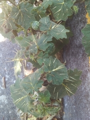 Solanum myriacanthum