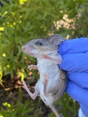 Podomys floridanus