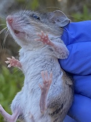 Podomys floridanus