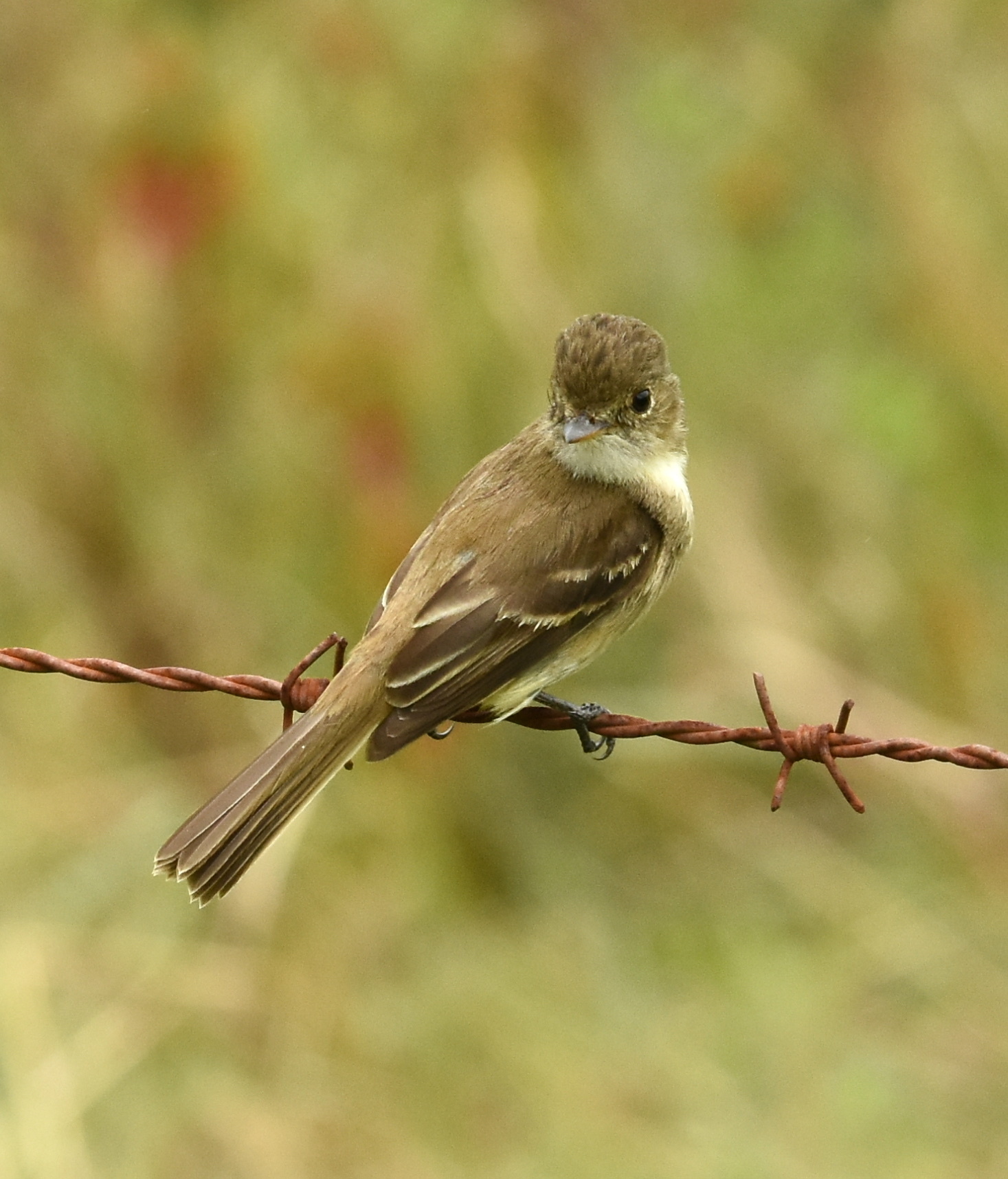 White-throated Flycatcher illustration