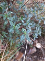 Helianthemum nummularium