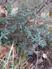 Helianthemum nummularium