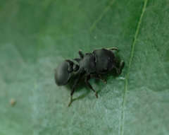 Cataulacus latissimus