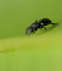 Cataulacus latissimus