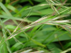 Elymus tsukushiensis