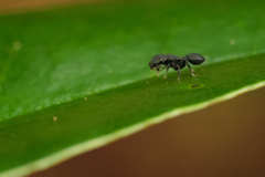 Cataulacus latissimus