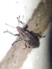Polydrusus pilosus