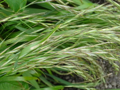 Elymus tsukushiensis