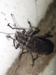 Polydrusus pilosus