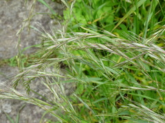 Elymus tsukushiensis