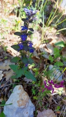 Ajuga genevensis