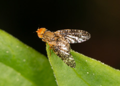 Oxyna parietina