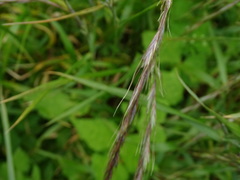 Elymus tsukushiensis