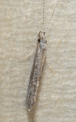 Leptocerus americanus