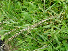 Elymus tsukushiensis